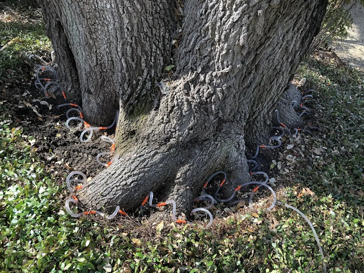 Detailed Tree Cabling and Bracing job site in Ashley