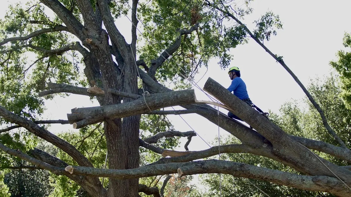 Professional Crown Thinning performed by certified arborists in Ashley