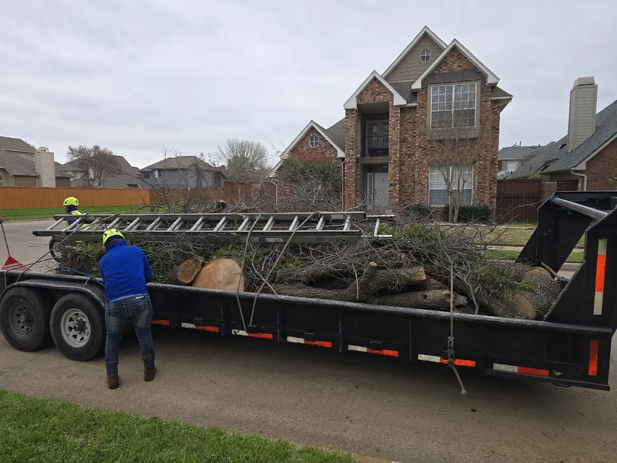 Expert Tree Removal with proper safety equipment in Ashley